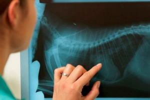 Коли треба зробити рентгенівський кіт? Коли треба зробити рентгенівський кіт?